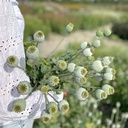 Papaver Bread Seed Poppy
