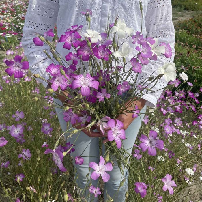 Agrostemma Queen Mixed