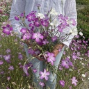 Agrostemma Queen Mixed