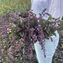 Basilikum Spice Boys Ararat