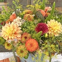 Mix Sunset Orange - flowerseeds + dahlia
