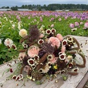 Mix Angels from the Sky - 5 x flowerseeds