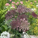Mix Angels from the Sky - 5 x flowerseeds