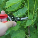 Flower Pruner