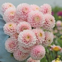 Mix Dahlia Dream
