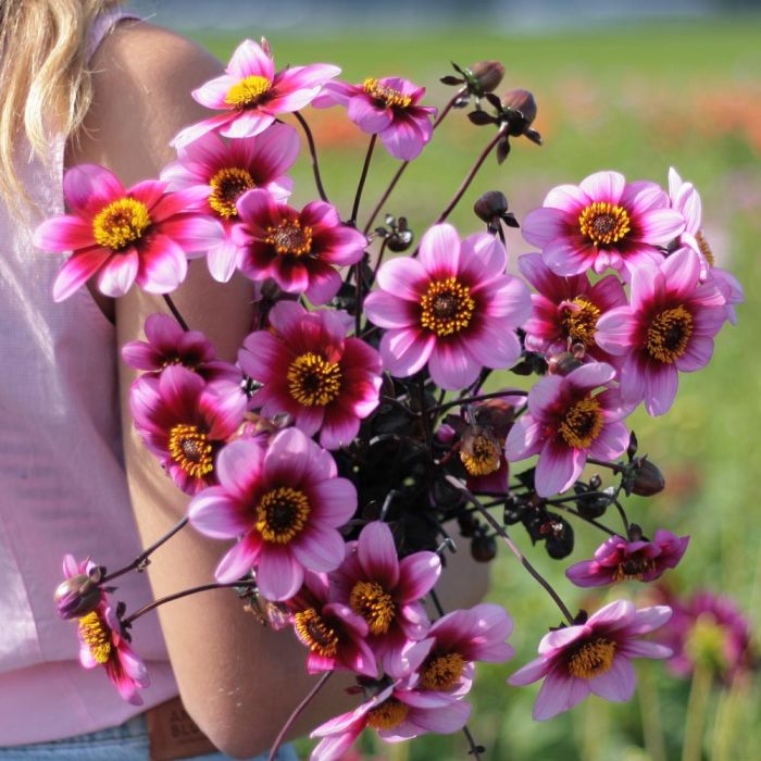 Mix Dahlia Dream