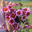 Mix Dahlia Dream