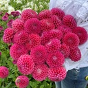 Mix Dahlia Dream