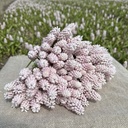 Muscari Pink Sunrise