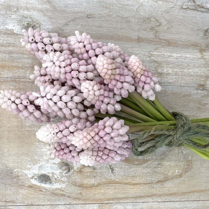 Muscari Pink Sunrise