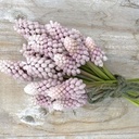 Muscari Pink Sunrise