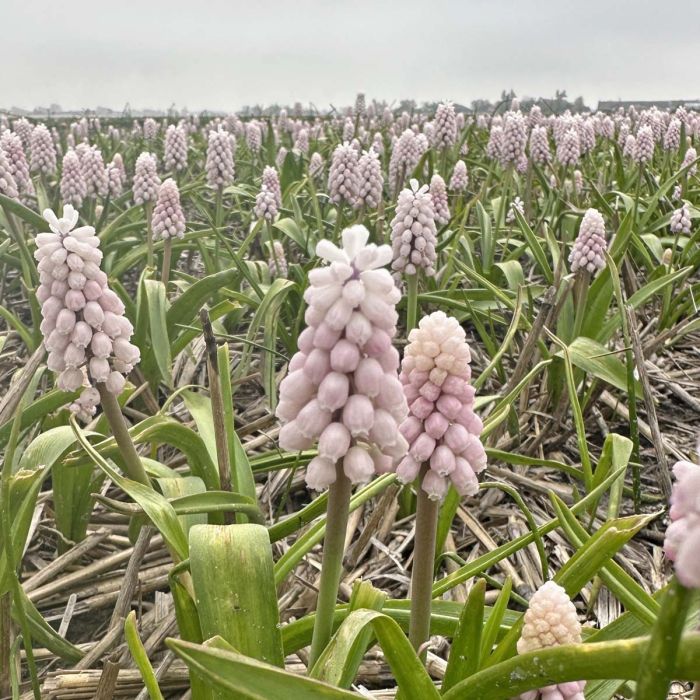 Muscari Pink Sunrise