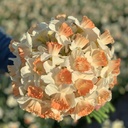 Mix Orange Blush