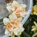 Mix Orange Blush