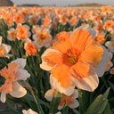 Mix Orange Blush