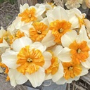 Mix Orange Blush