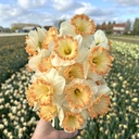 Mix Orange Blush