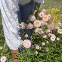 Dried flowers gift set