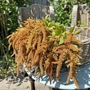 Amaranthus Hot Biscuits