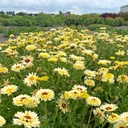 Calendula Ivory Princess