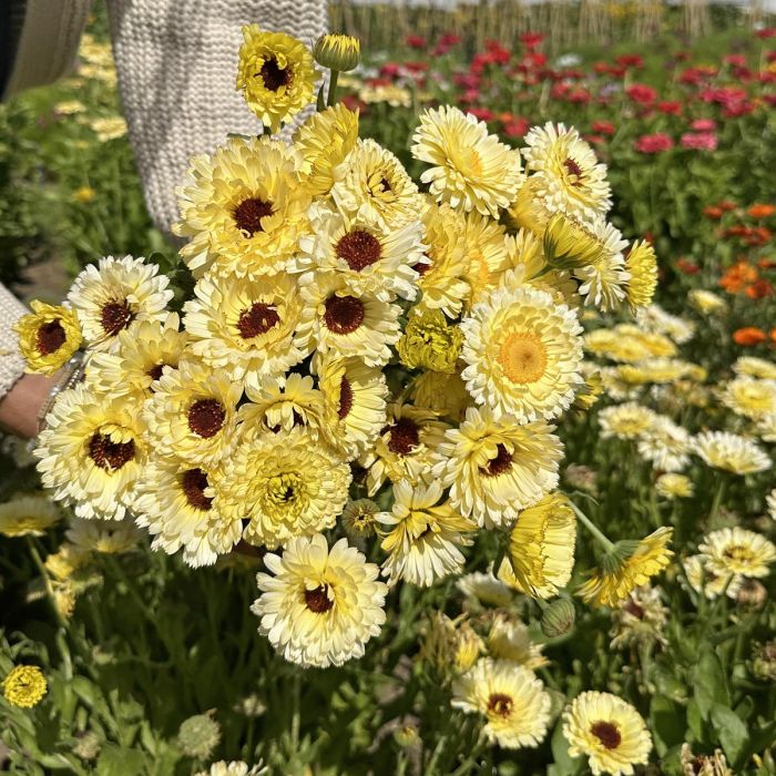 Calendula Ivory Princess