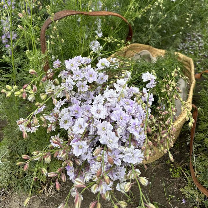 Delphinium Smokey Eyes