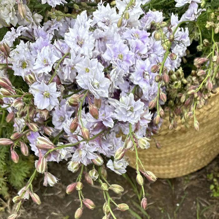 Delphinium Smokey Eyes