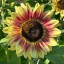 Helianthus Summer Lovin