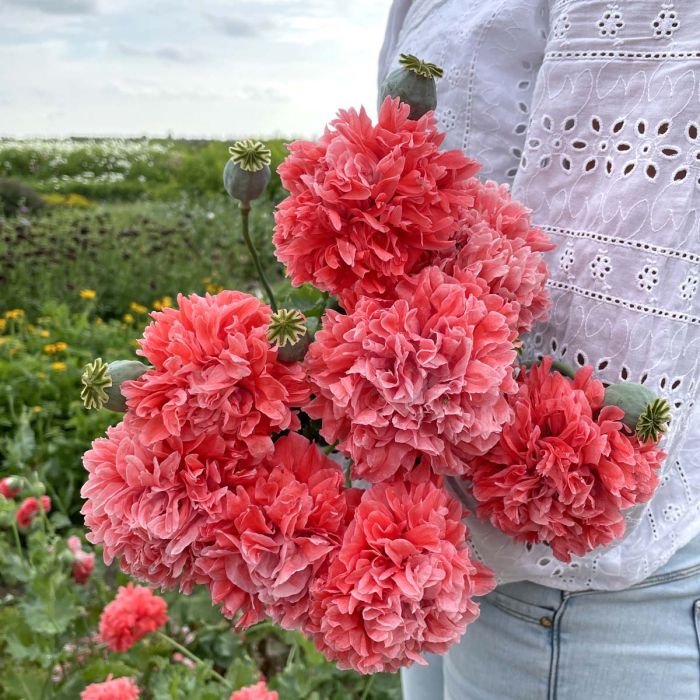 Papaver Frosted Salmon Peony
