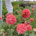 Papaver Frosted Salmon Peony