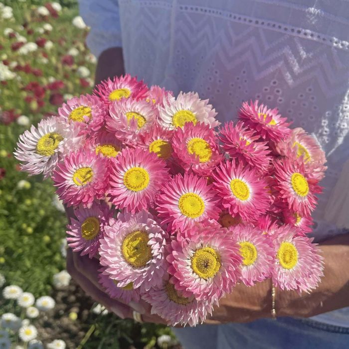 Rhodante Rose Eye