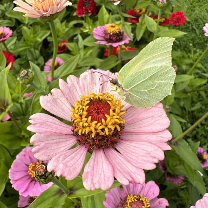 Zinnia Zinderalla Lilac