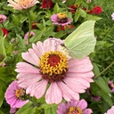 Zinnia Zinderalla Lilac