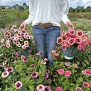 Zinnia Zinderalla Lilac