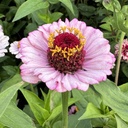 Zinnia Zinderalla Lilac