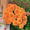 Mix Perfect Picking Garden