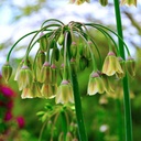 Allium Bulgaricum