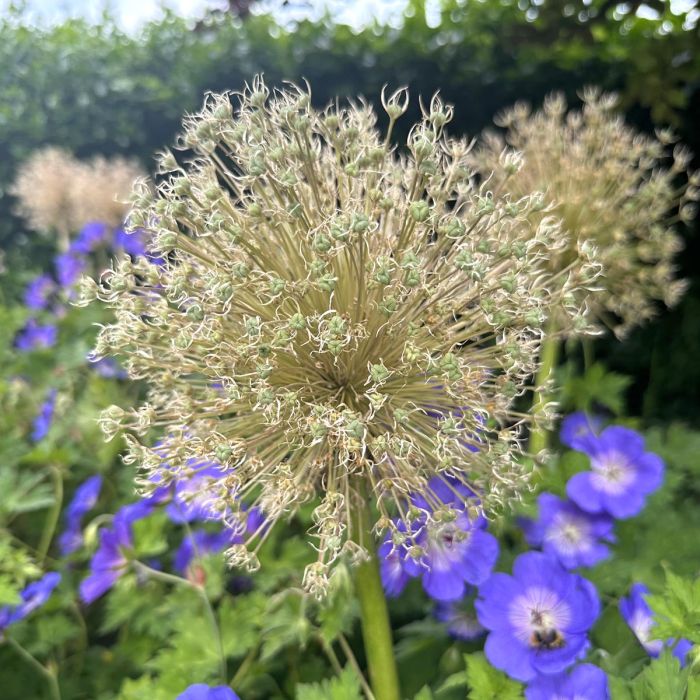 Allium Ambassador dried flower