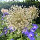 Allium Ambassador dried flower