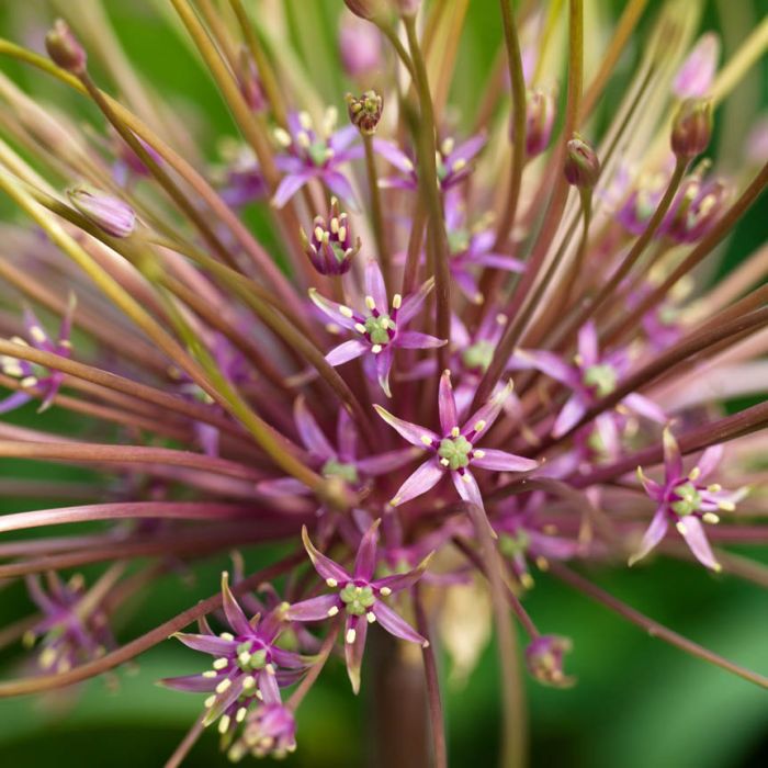 Allium Schubertii
