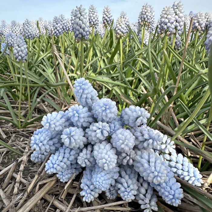 Muscari Baby's Breath