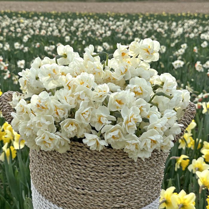 Spring Flower starter kit
