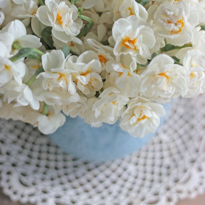 Spring Flower starter kit