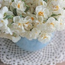 Spring Flower starter kit