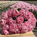 Spring Flower starter kit
