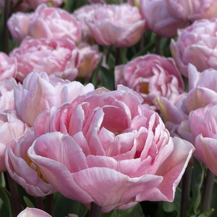 Spring Flower starter kit