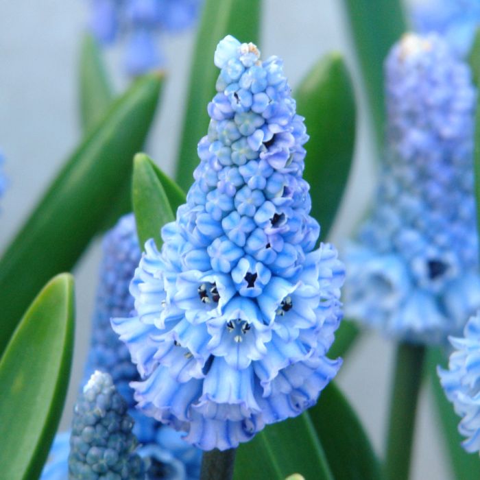 Spring Flower starter kit