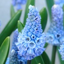 Spring Flower starter kit