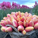 Marit