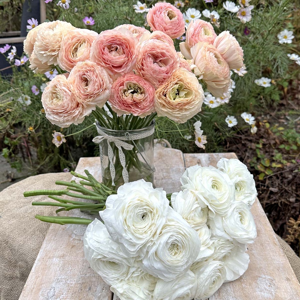 Ranonkels Elegance Bianco